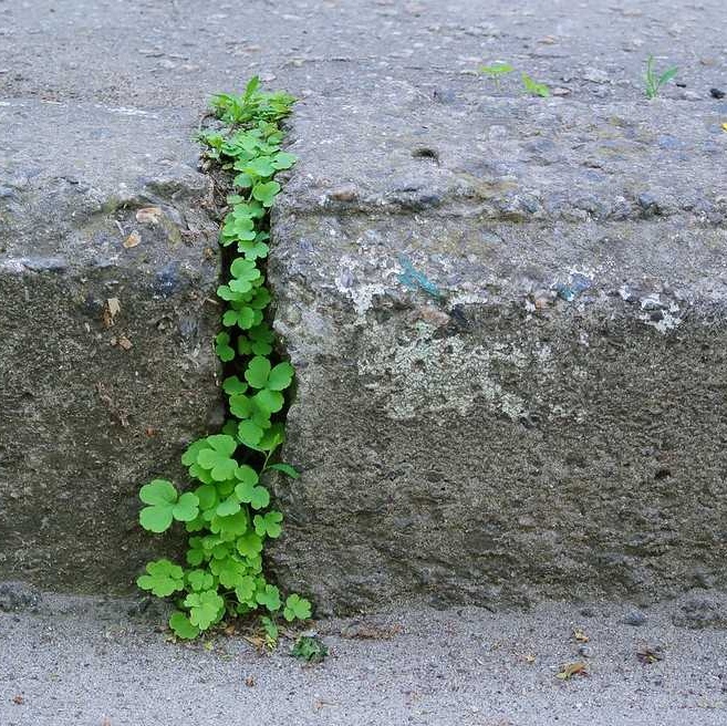 Plants on a pavement