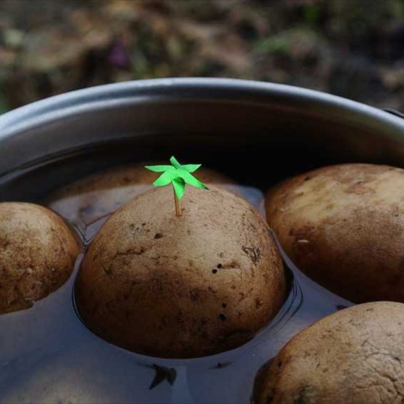 Potato island