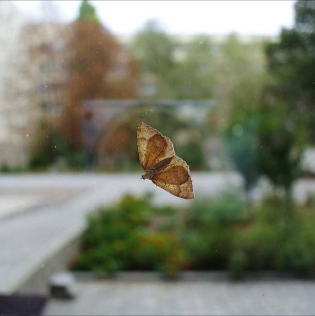 Moth on a window