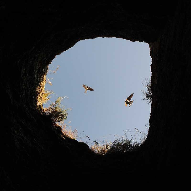 Birds over a cave