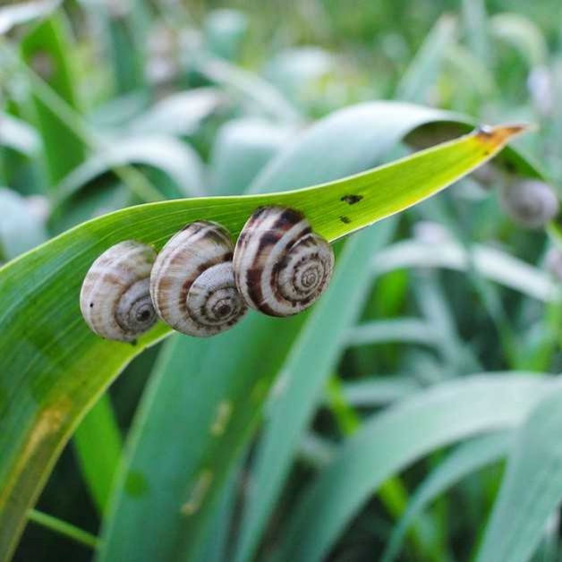 Three snails