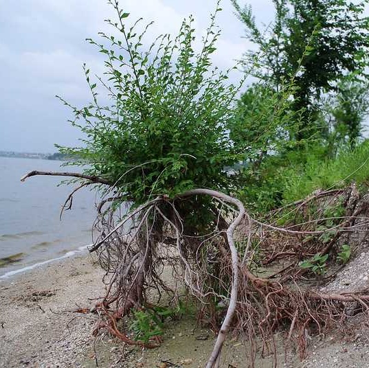 Plants on a shore